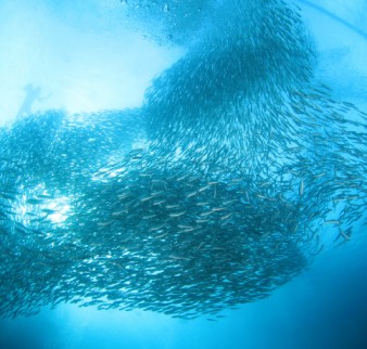 Untitled (1024 x 1024 px) (483 x 460 px) (12)