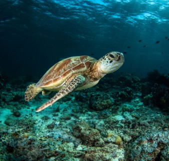 Untitled (1024 x 1024 px) (483 x 460 px) (9)