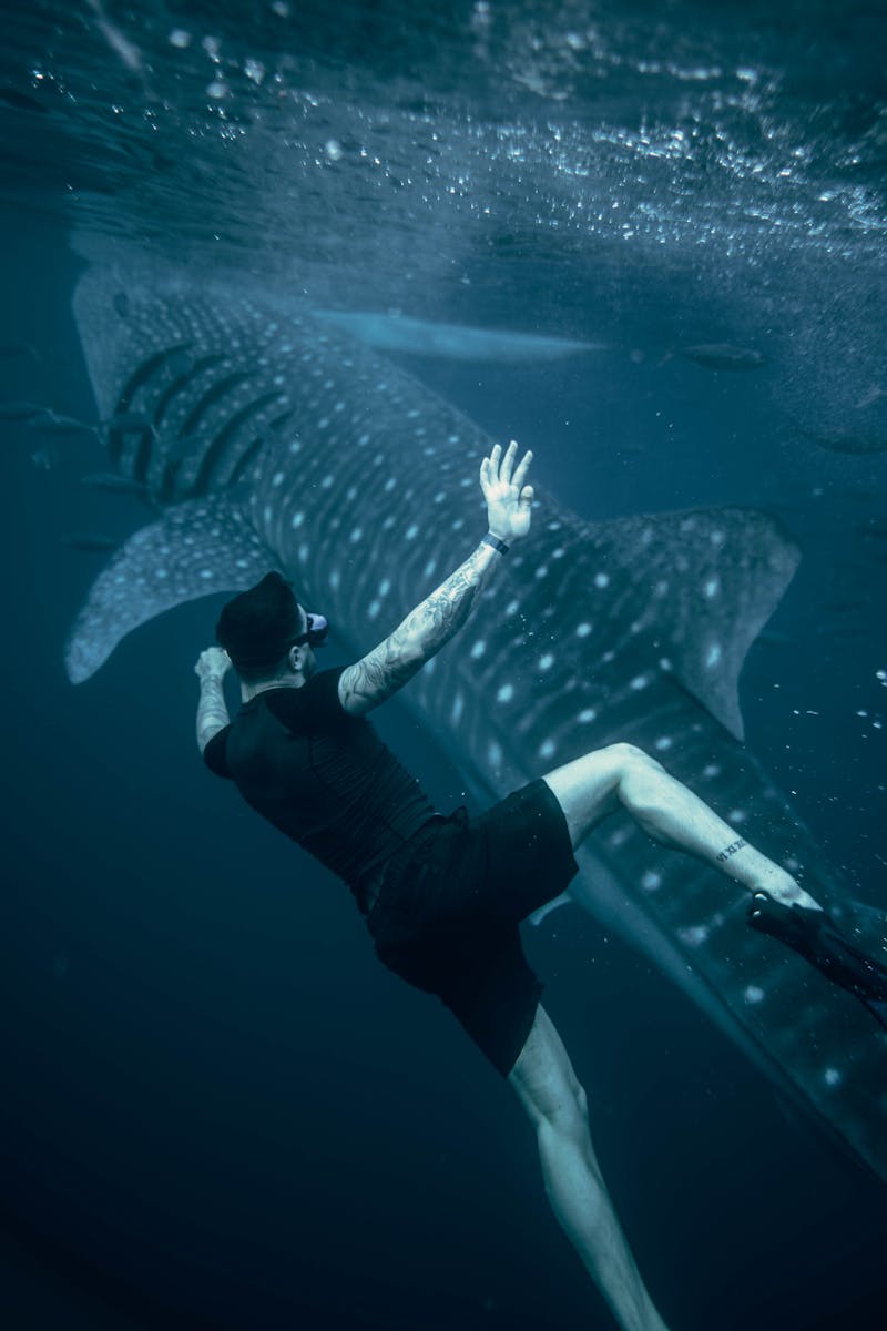 Close Encounter: Diving with a Whale Shark in the Deep Blue